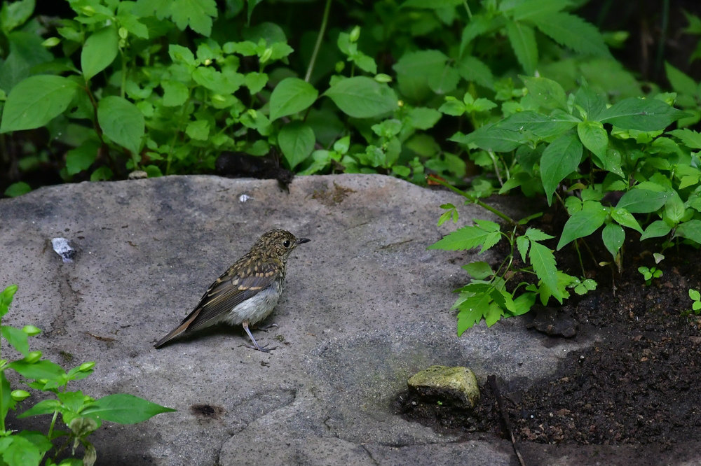 水場の鳥さん コサメビタキ キビタキファミリー_f0053272_13240176.jpg