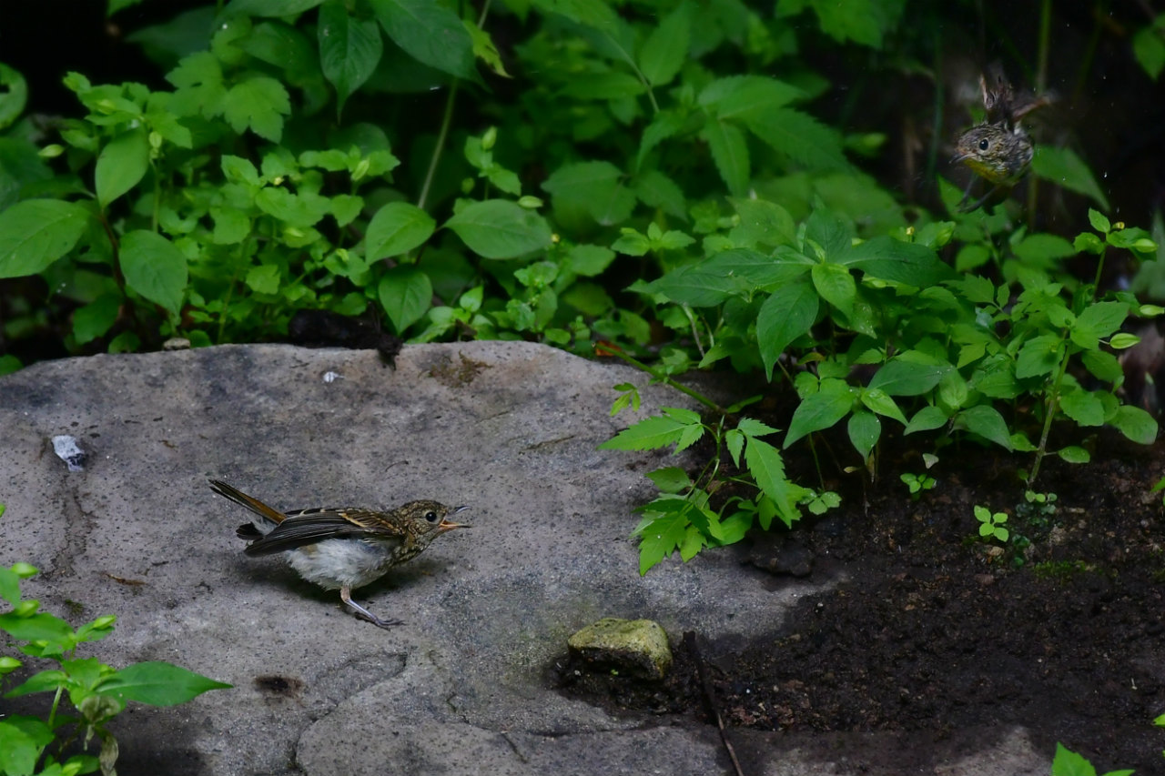 水場の鳥さん コサメビタキ キビタキファミリー_f0053272_13243122.jpg