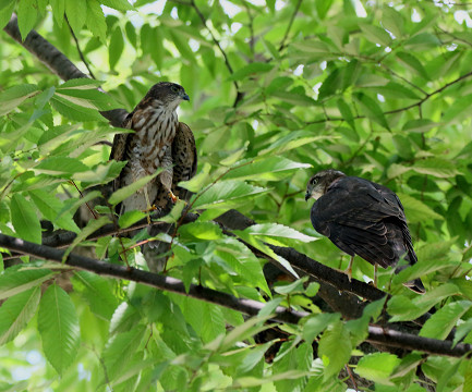 巣立ち後のツミ幼鳥_b0227680_22271166.jpg