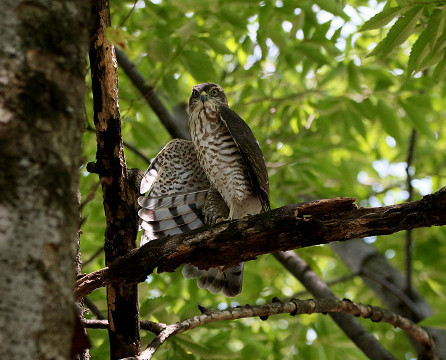 巣立ち後のツミ幼鳥_b0227680_22272846.jpg