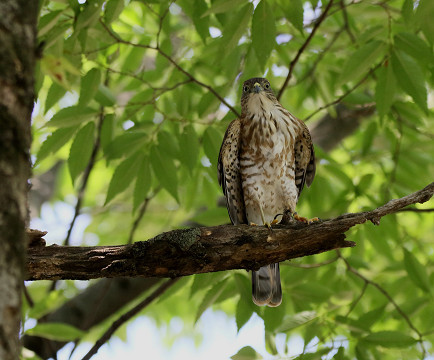 巣立ち後のツミ幼鳥_b0227680_22273609.jpg