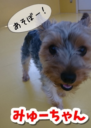 ホテルに来ているわんちゃん達をご紹介!_f0357682_15220640.jpg