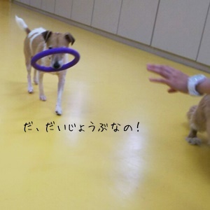 お友達いっぱい。゚+._f0357682_18582400.jpg