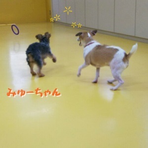 お友達いっぱい。゚+._f0357682_18582409.jpg