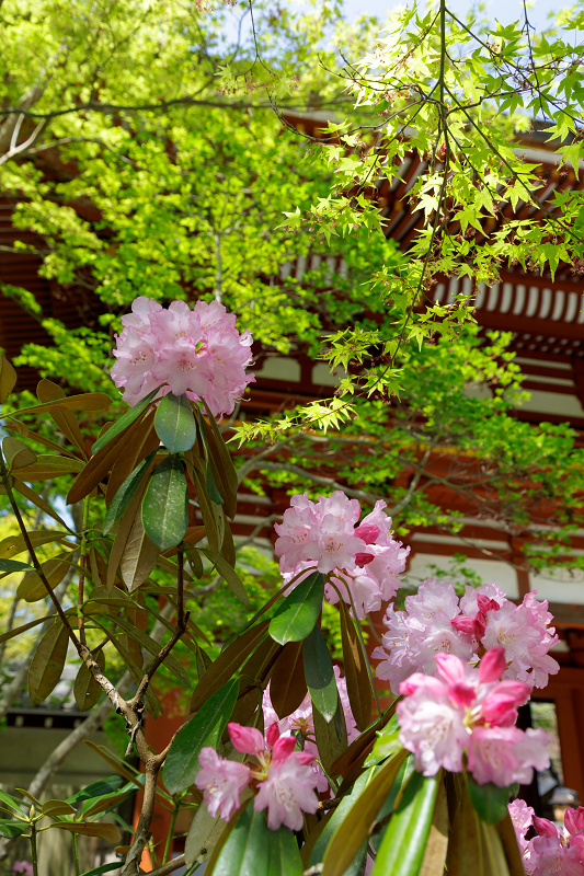 石楠花の室生寺_f0155048_20302355.jpg