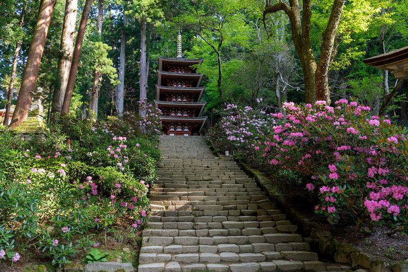 石楠花の室生寺_f0155048_20314927.jpg