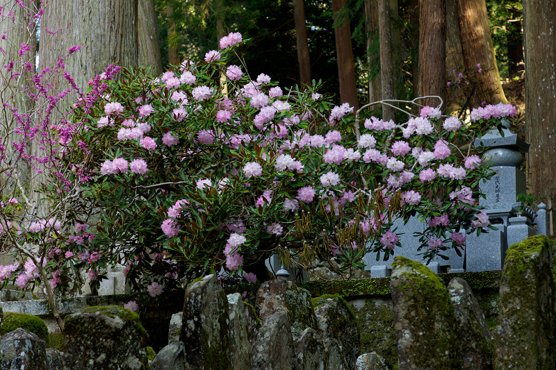 石楠花の室生寺_f0155048_2035234.jpg