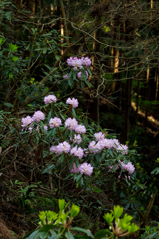 石楠花の室生寺_f0155048_20431328.jpg