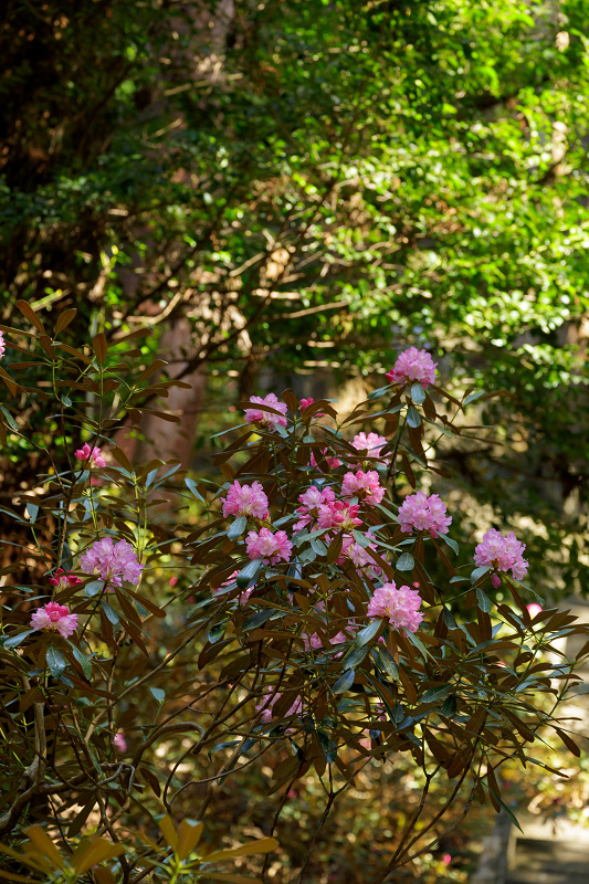 石楠花の室生寺_f0155048_2043753.jpg