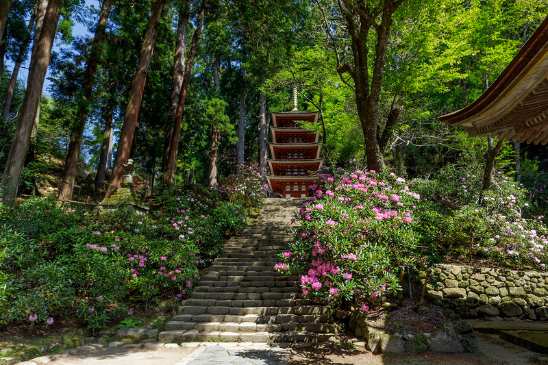 石楠花の室生寺_f0155048_20495667.jpg