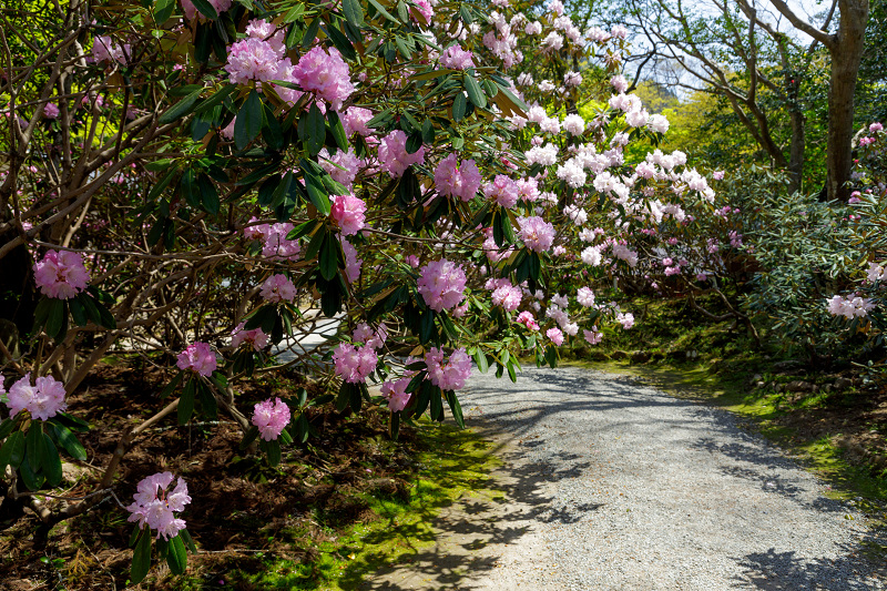 石楠花の室生寺_f0155048_20551014.jpg