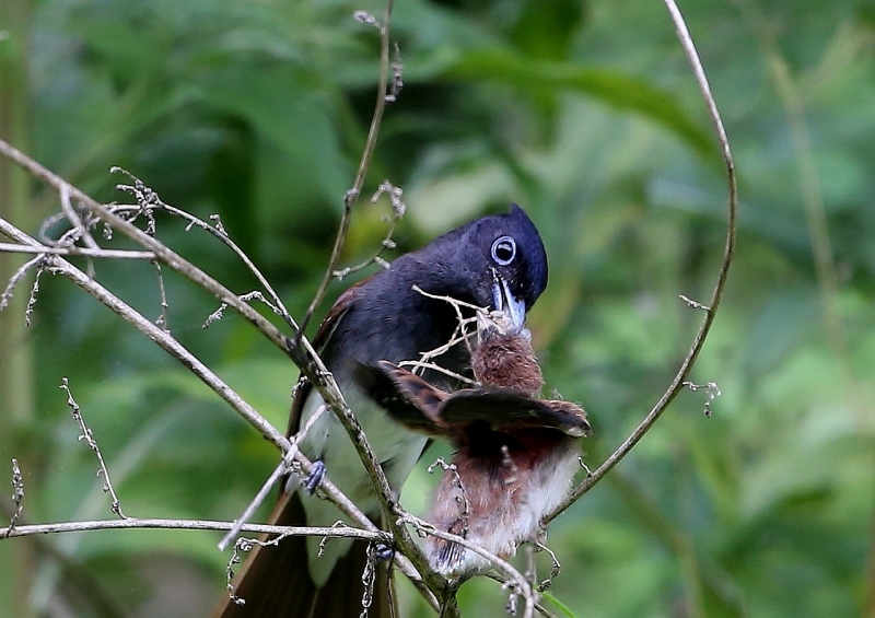 見たことが無い虫を給餌するサンコウチョウ_f0366449_23212449.jpg