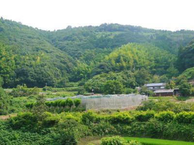 太秋柿 古川果樹園 元気に成長中!今年も摘果作業と枝つり作業で至高の太秋柿を育てます!_a0254656_17255060.jpg