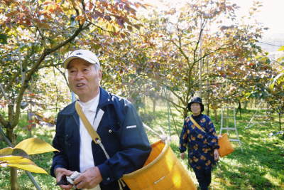 太秋柿 古川果樹園 元気に成長中!今年も摘果作業と枝つり作業で至高の太秋柿を育てます!_a0254656_17482952.jpg