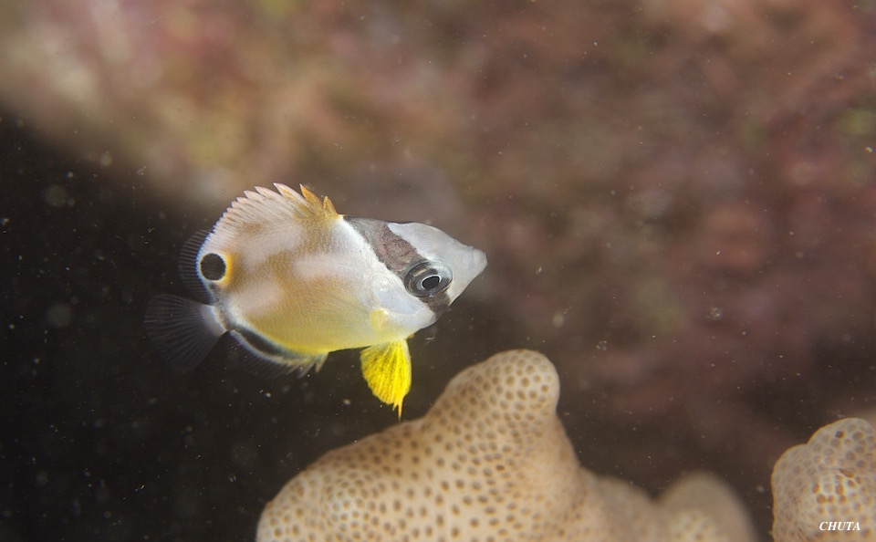 浮遊系鹿島ナイト☆みなべ・田辺_e0158261_551499.jpg