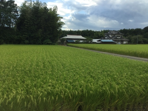 那須烏山市、小塙  ひまわり畑と蓄電池式列車「アキュム」_a0053063_21423463.jpg