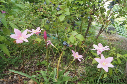 e0181373_22091799.jpg