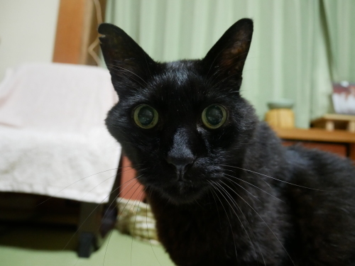夏は小顔で男前になるオトコ ご機嫌元氣 猫の森公式ブログ