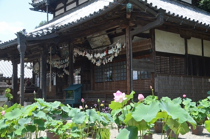 五條市　蓮の花　生蓮寺_c0229483_0202032.jpg