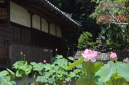 五條市　蓮の花　生蓮寺_c0229483_0203344.jpg