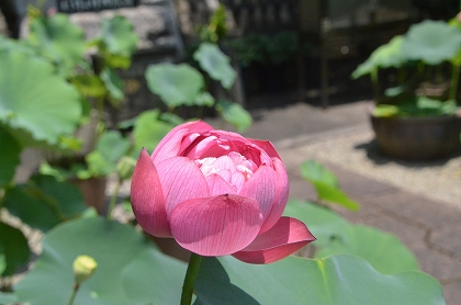 五條市　蓮の花　生蓮寺_c0229483_0214427.jpg