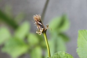 梔子の 実　小栴檀草の 実_e0354596_18423915.jpg