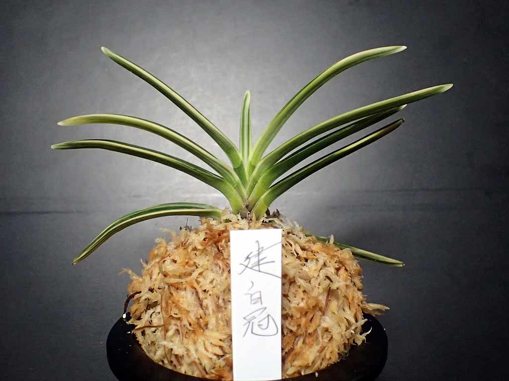 宝石のような観葉植物のお店 【Jewelry Plant】 富貴蘭 風蘭 蘭