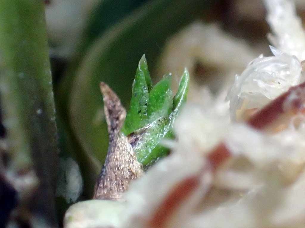 富貴蘭　白翁(長生殿白覆輪) 富貴蘭 風蘭 蘭 紀州白王 白楽天 キシュウハクオウ ハクラクテン