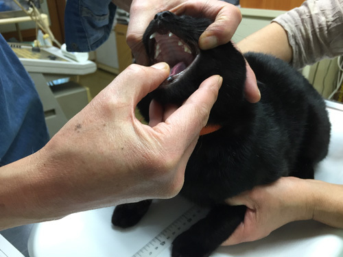 めざせ黒猫マスターへの道　その16　初ワクチン！_a0101905_16204373.jpg