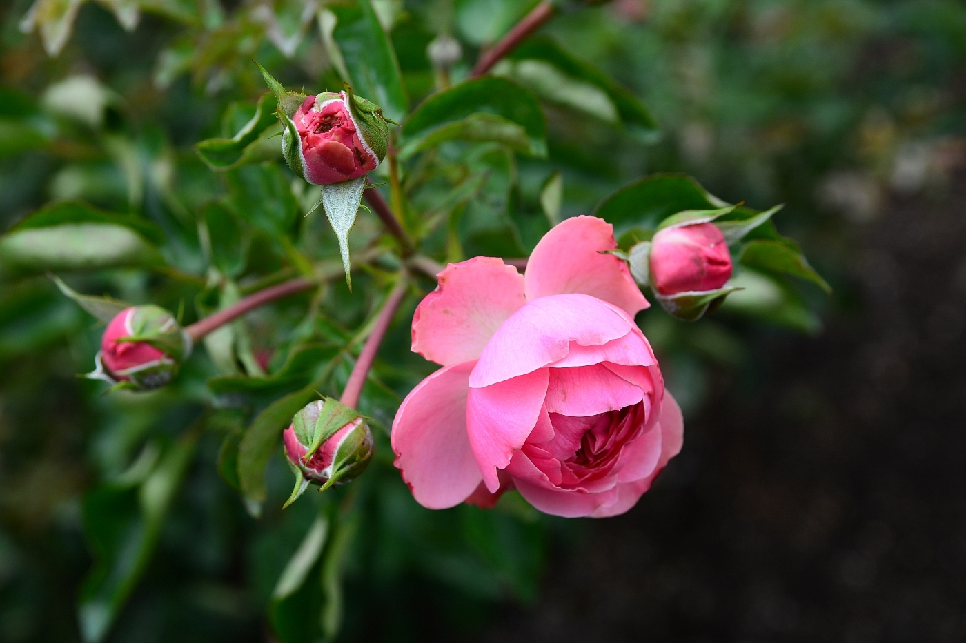 a0248508_13002480.jpg