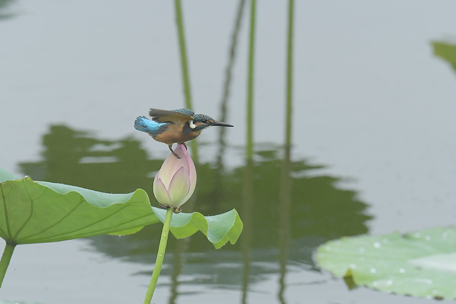 170814 蓮池の幼鳥_c0278820_18342595.jpg