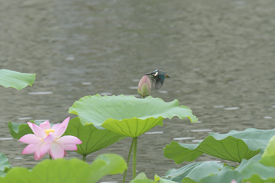 170814 蓮池の幼鳥_c0278820_1850236.jpg