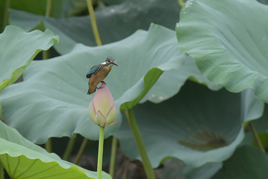 170814 蓮池の幼鳥_c0278820_1856724.jpg