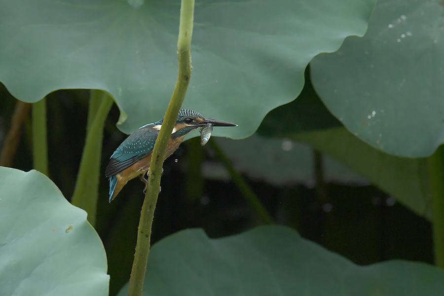 170814 蓮池の幼鳥_c0278820_1901539.jpg