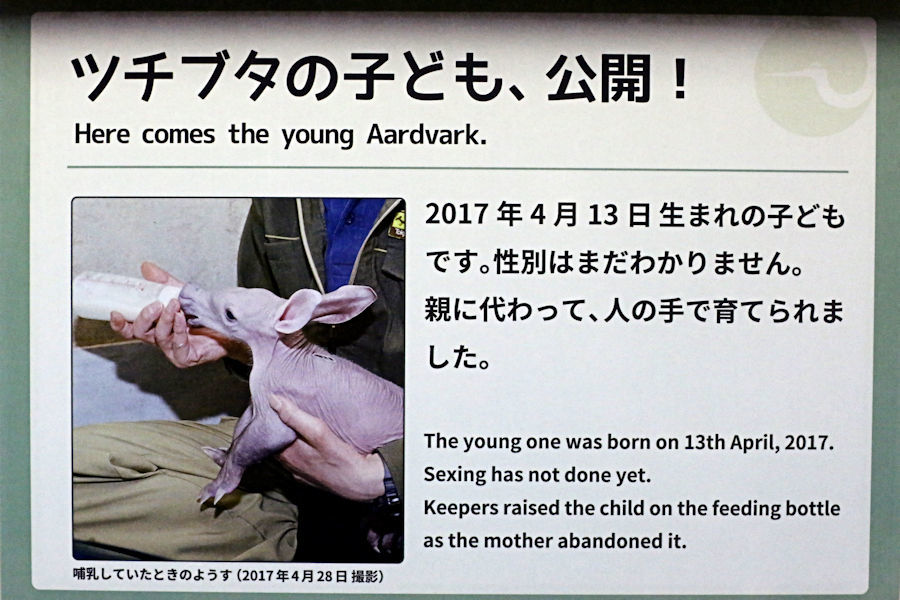 ツチブタの子ども、公開!_f0224624_14365329.jpg