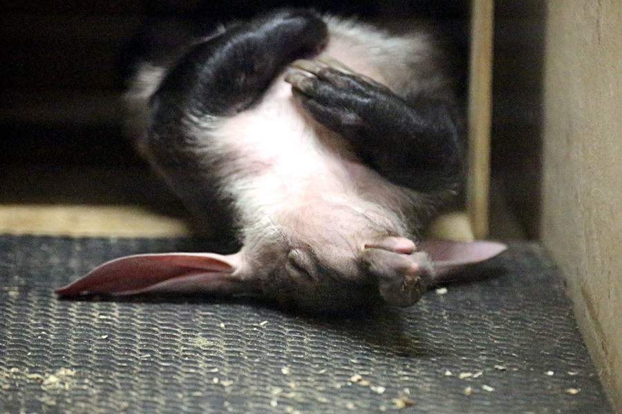 ツチブタの子ども、公開!_f0224624_14372893.jpg