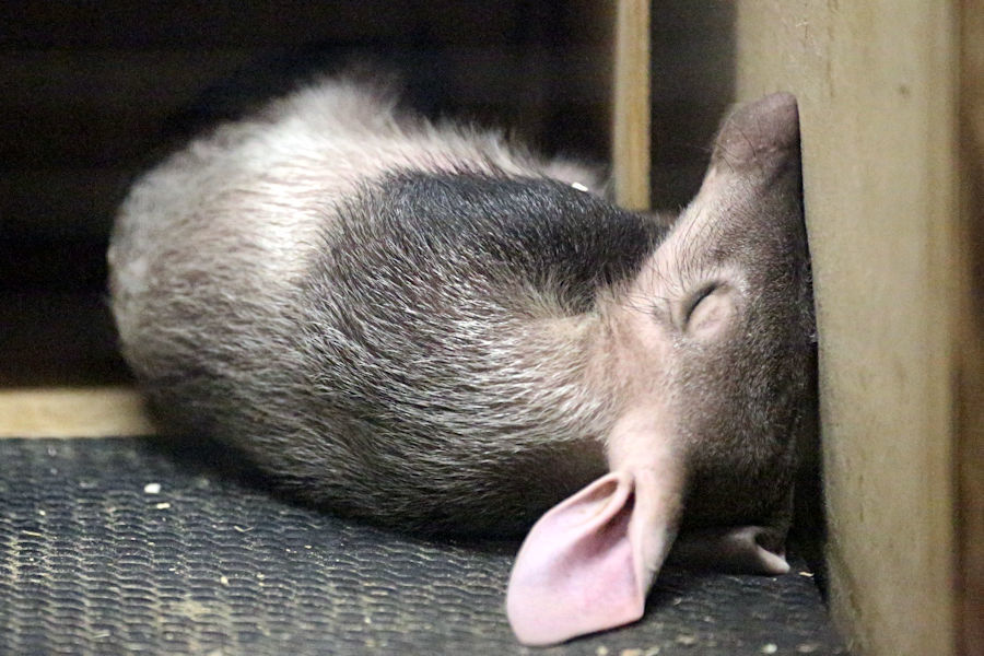 ツチブタの子ども、公開!_f0224624_14391962.jpg