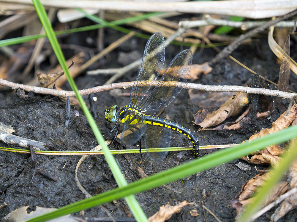 ネアカヨシヤンマ産卵_f0324026_07572327.jpg