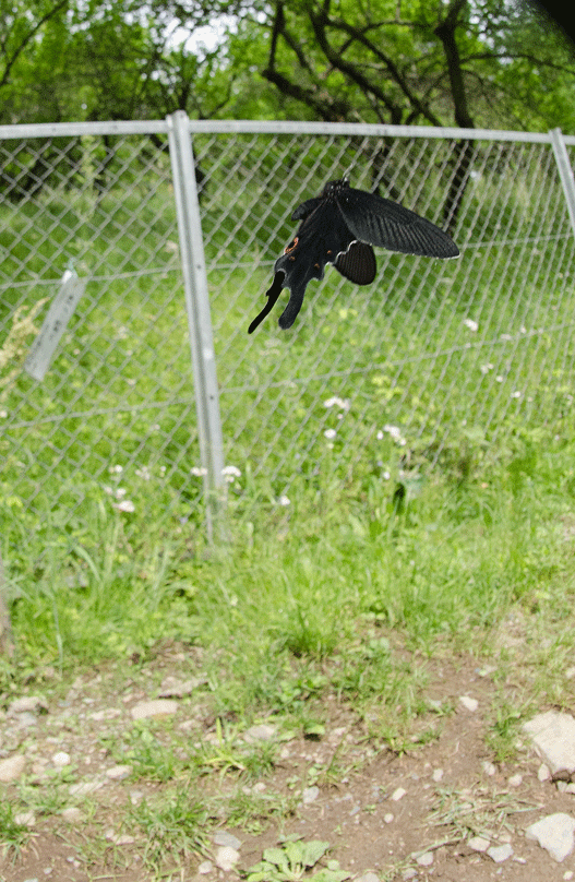 a0126632_07575035.gif