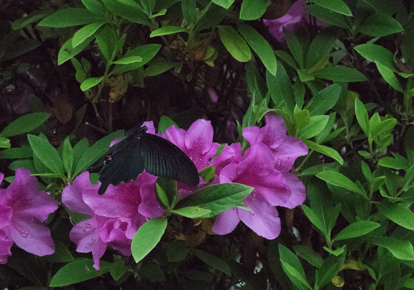 a0126632_07594851.gif