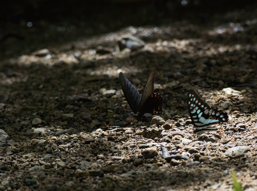 a0126632_08012010.gif
