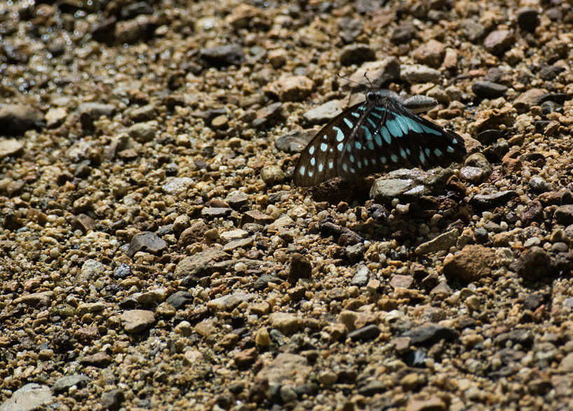 a0126632_08061589.gif
