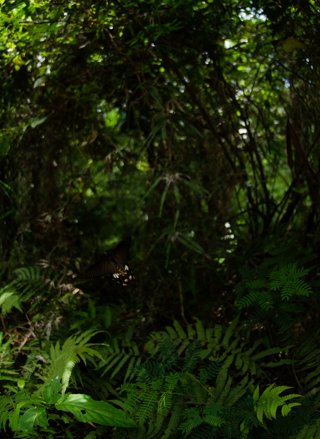 a0126632_08075556.gif