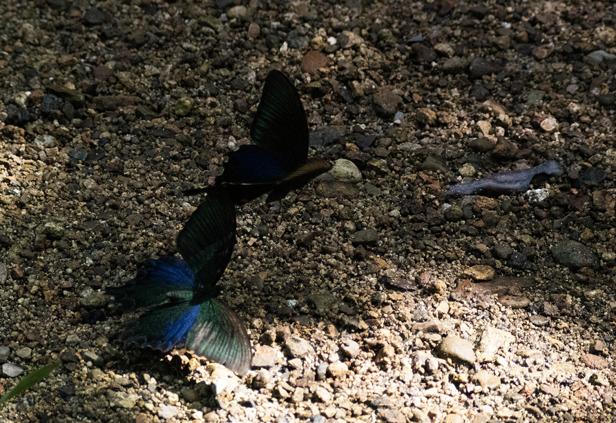 a0126632_08100324.gif