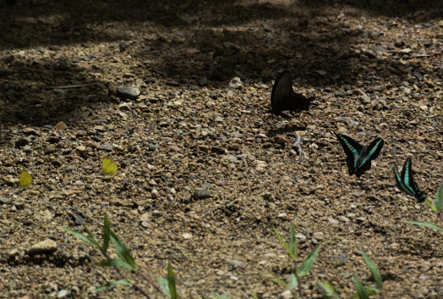 a0126632_08122401.gif