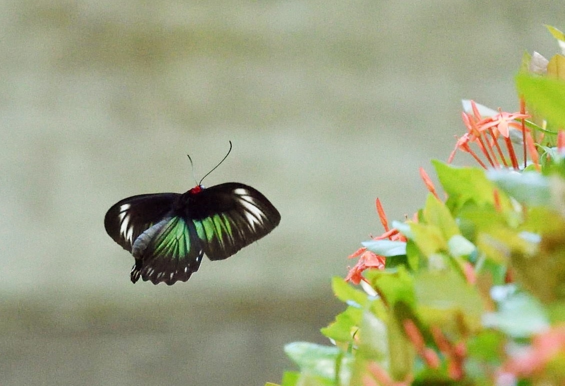 アカエリトリバネアゲハ♀　in　コタキナバル_d0285540_16055153.jpg