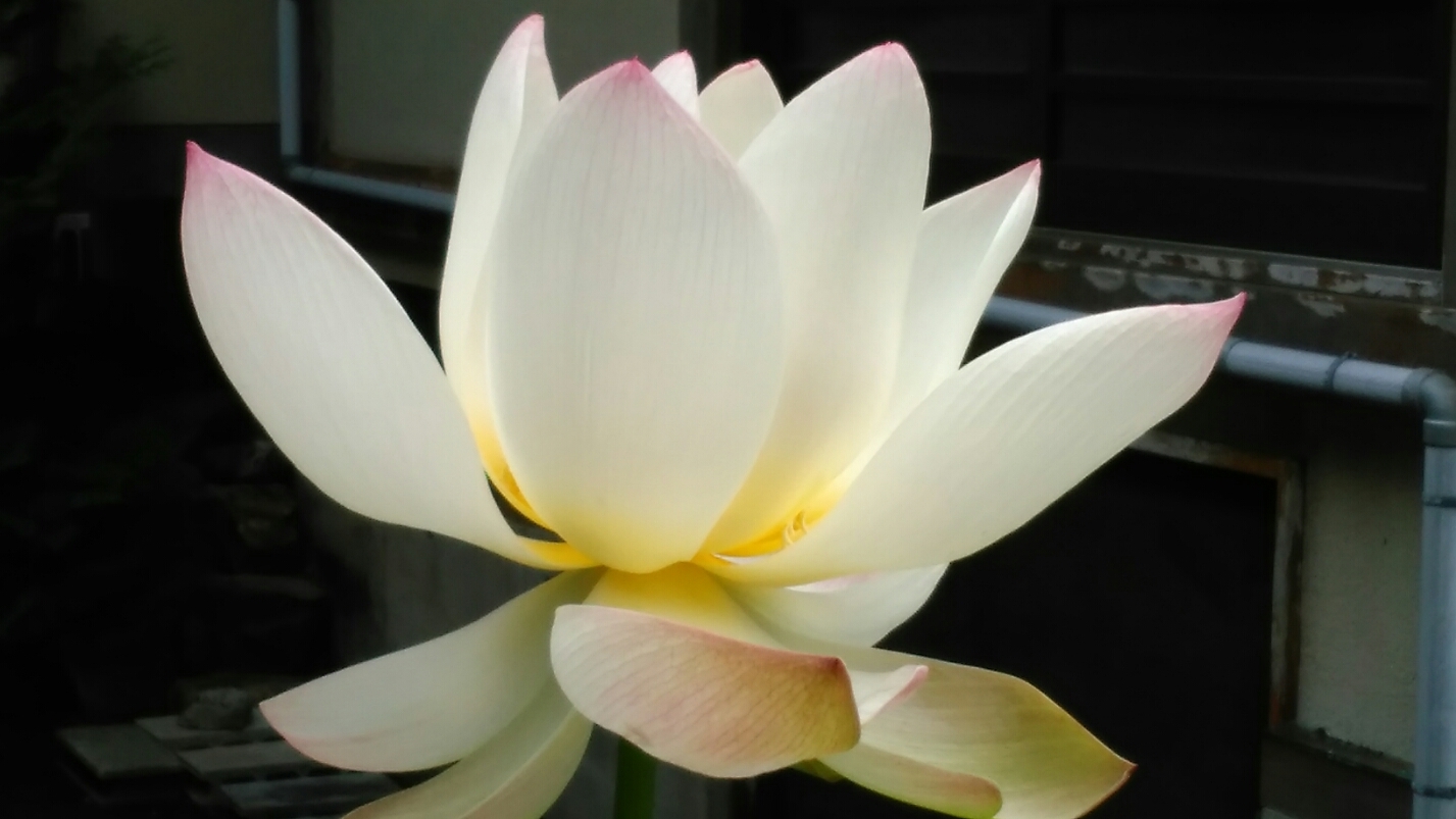 蓮の花 森谷明子日本画でおしゃべり三昧