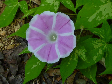 b0002549_10403093.jpg