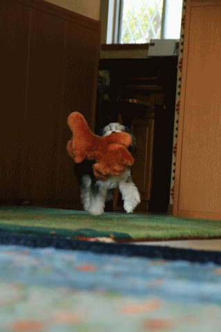 c0145250_08573625.gif