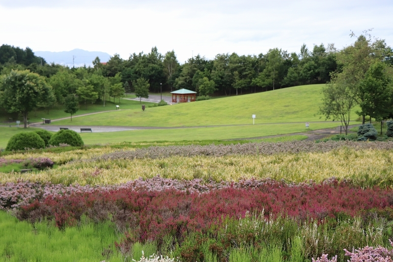 8月11日　夏の四季の杜公園　４_b0250154_20224166.jpg